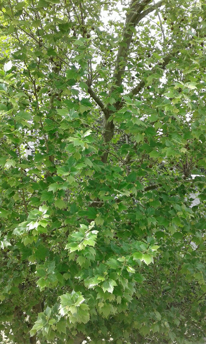 arbre