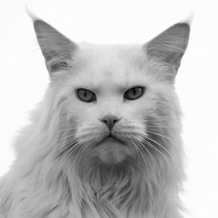 Angry cat •~•