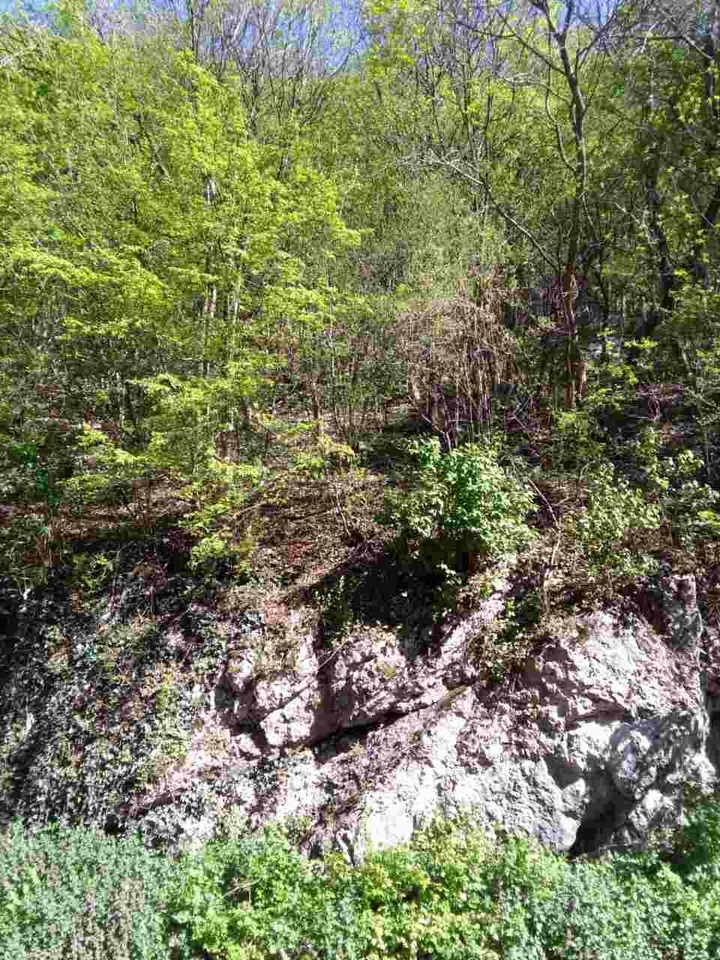 the rock natural
