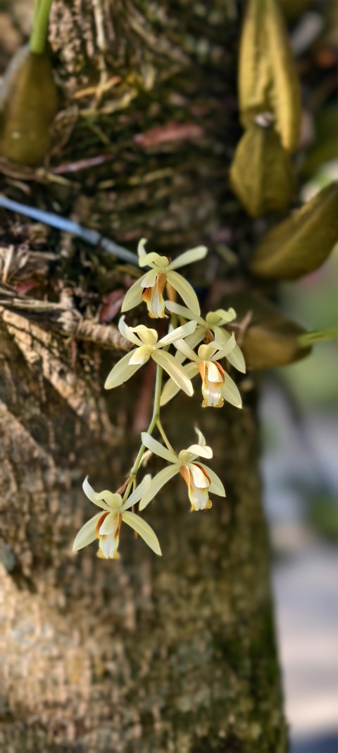 Orchids, Cattleya_orchids, Dendrobium