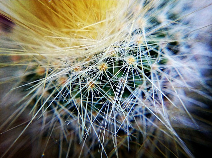 Cactus !