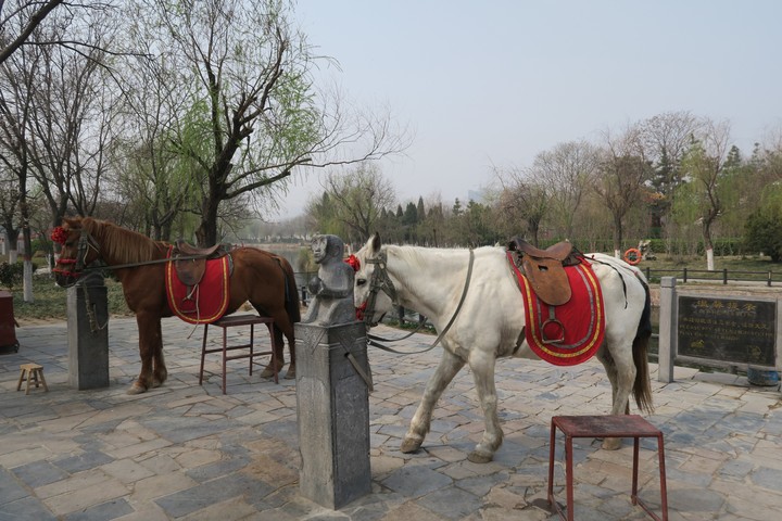 Horses