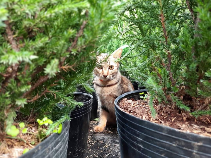 Cat