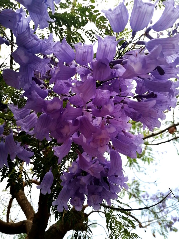 Nature's Beauty