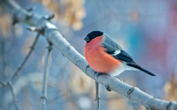 #theBird!!