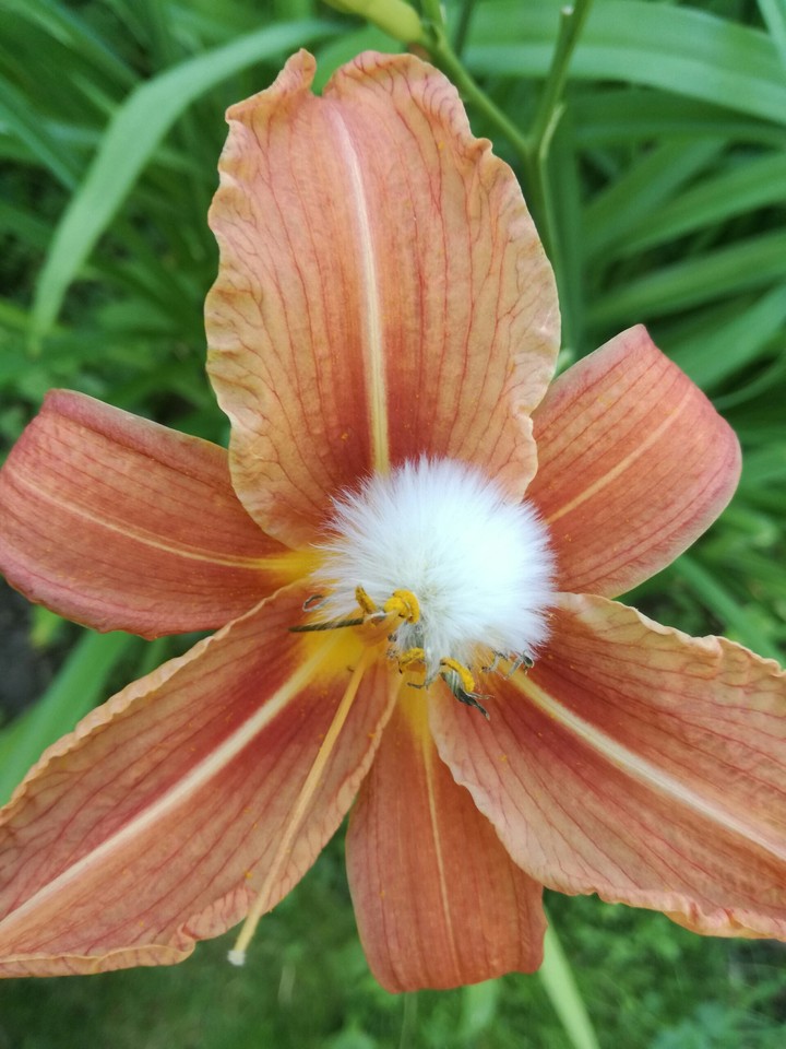 Flower❤