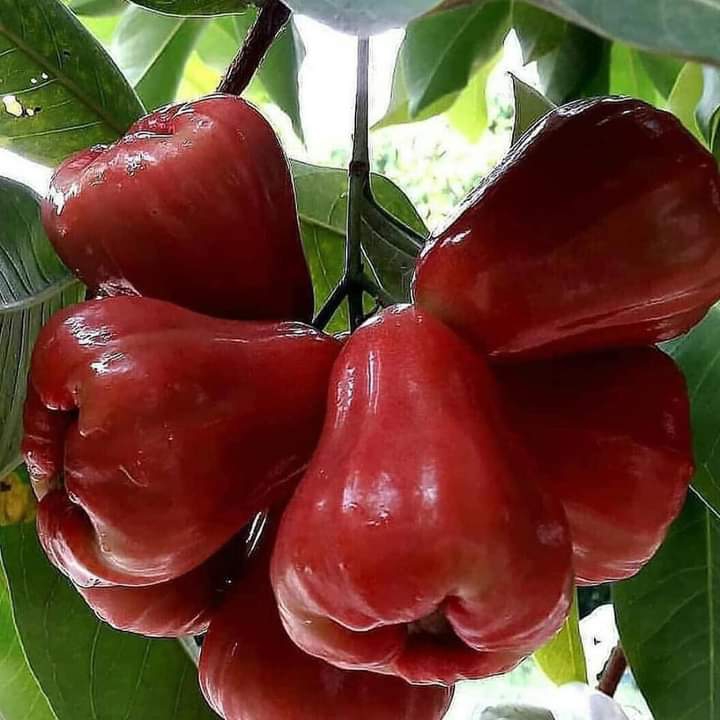 mận