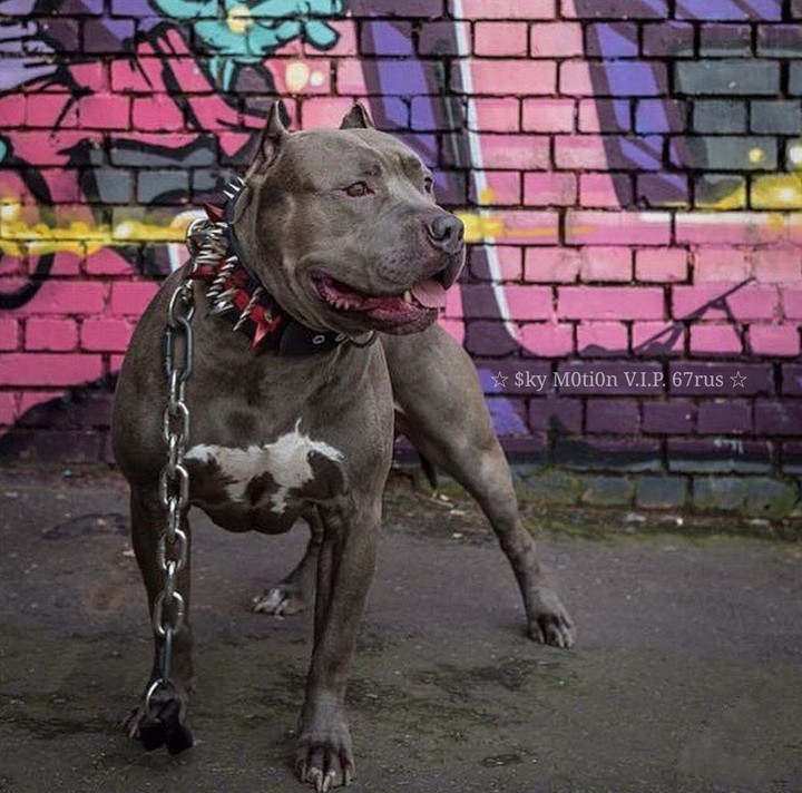 pitbull
