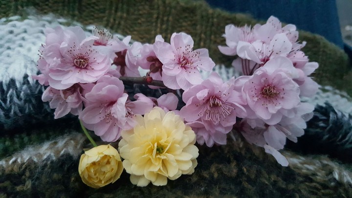 Tiny Cherry Blossoms and Yellow Flowers