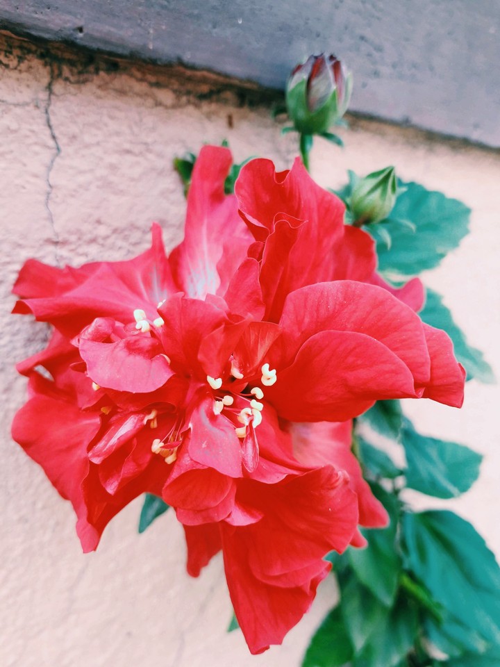 The Red Hibiscus