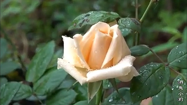 rose