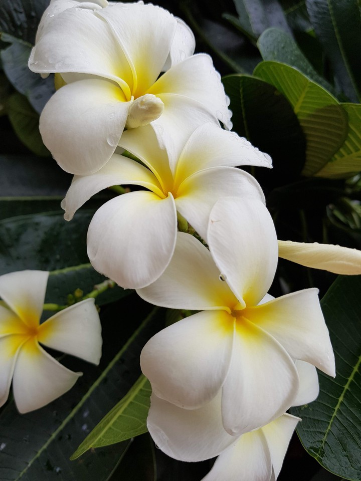 sứ trắng