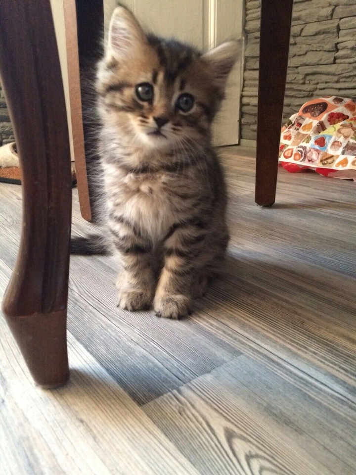 Katze