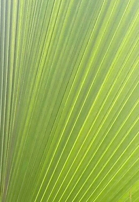 grass, leaf wallpapers
