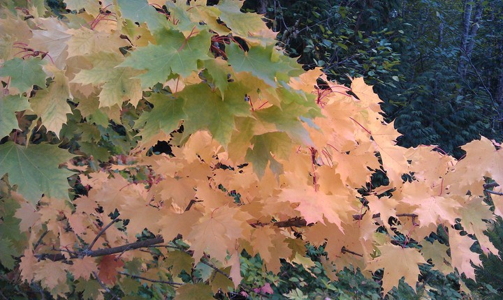 fall season in Washington state