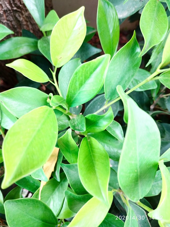 leaf green city it's my village trees
