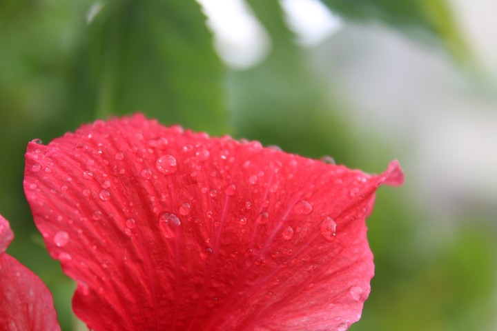 droplets