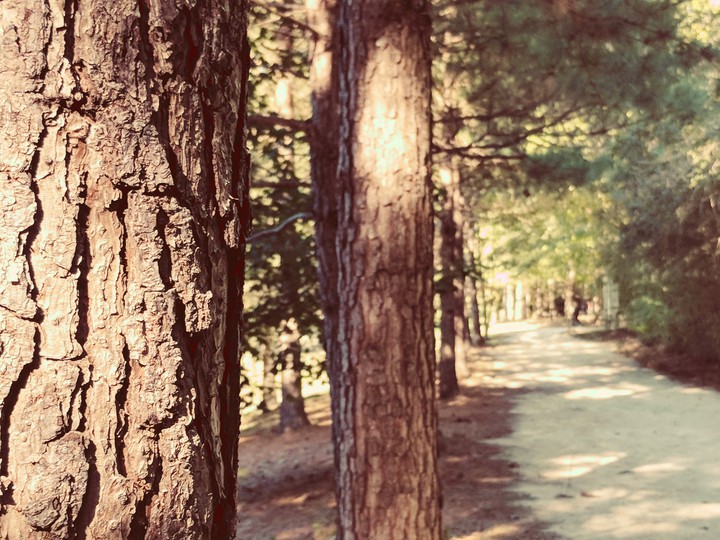 Sometimes a walk in a park is all you need....