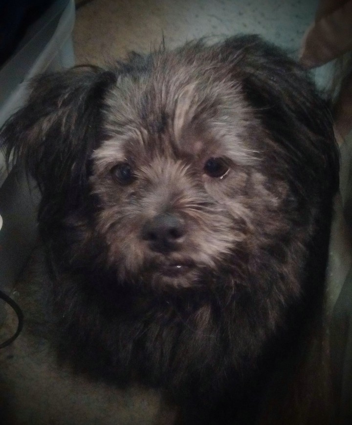puppy