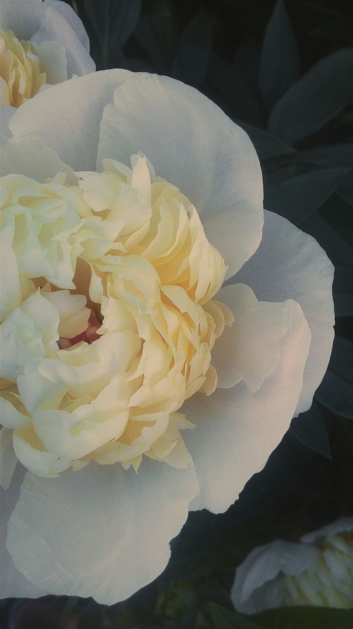 Peony