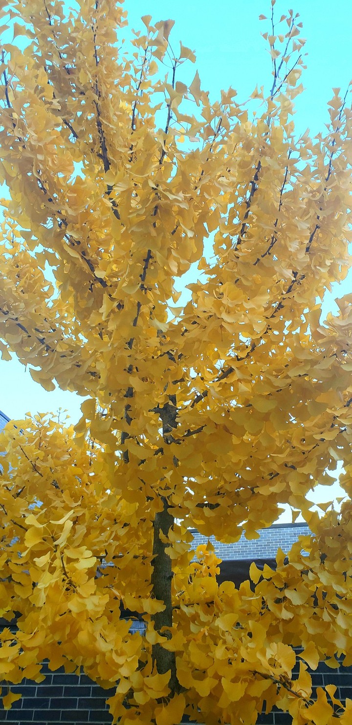 the leaves