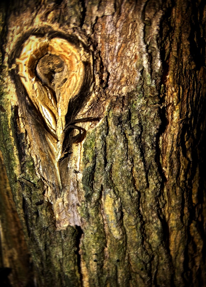 Wood