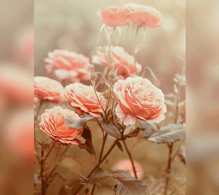 pretty flowers....