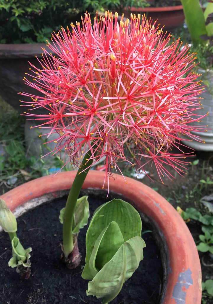 Scadoxus multiflorus flower