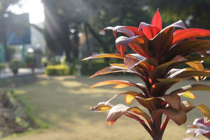 A Plant