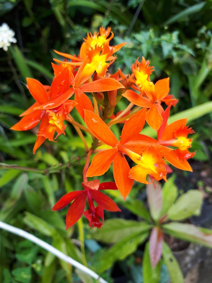 fleurs