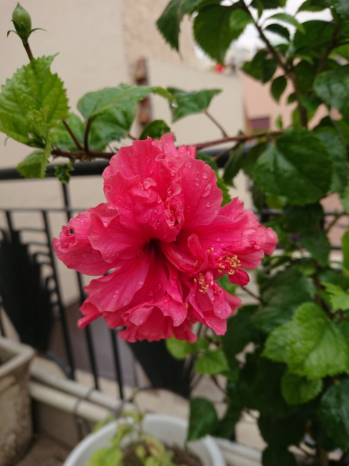 UHD ❤️ ❤️