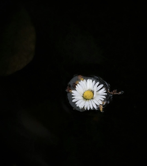 petal, flower Hintergrundbilder