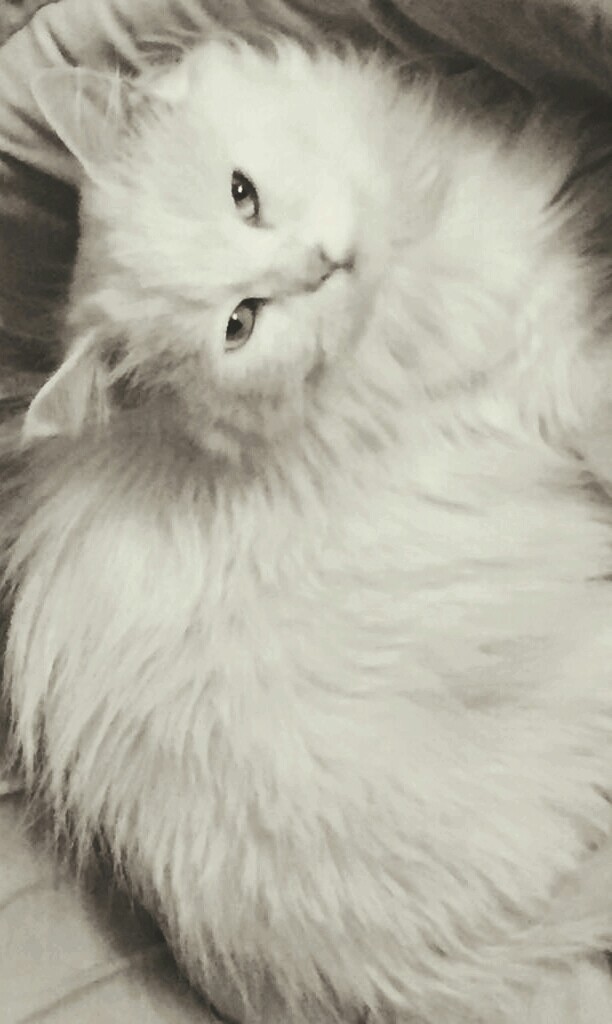 Alia's sweet Meenu