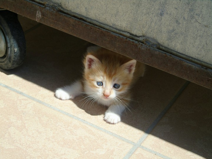 lovely cat