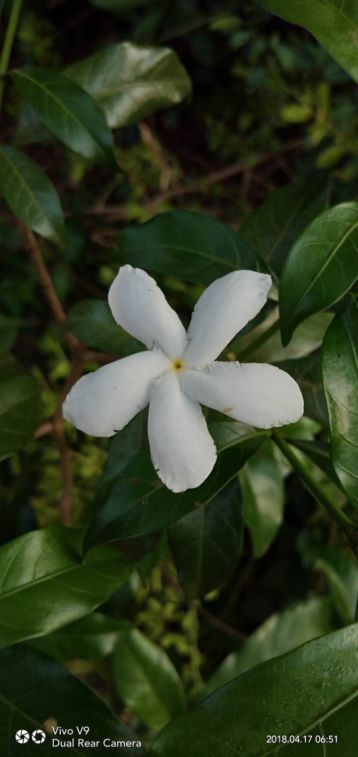 beautiful flower