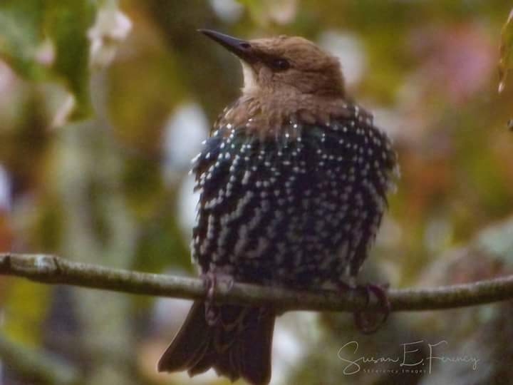 flicker