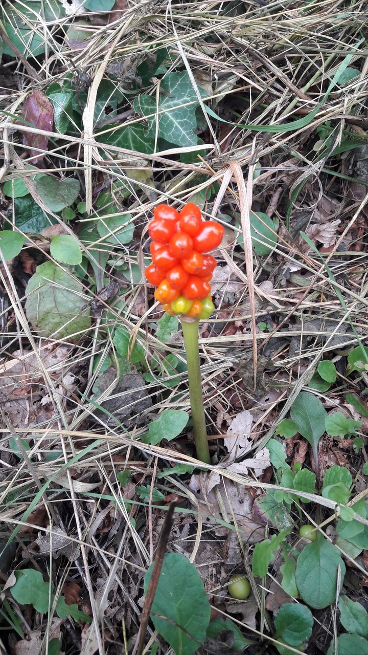 what is it?