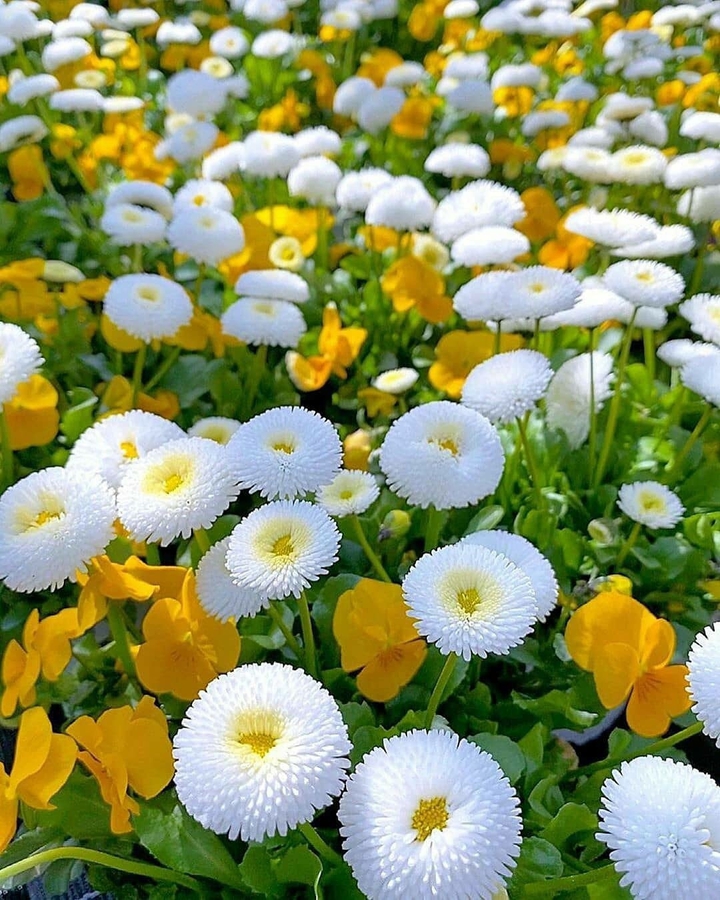 Flowers 2