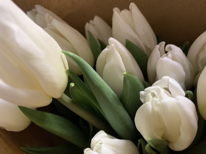 White tulips
