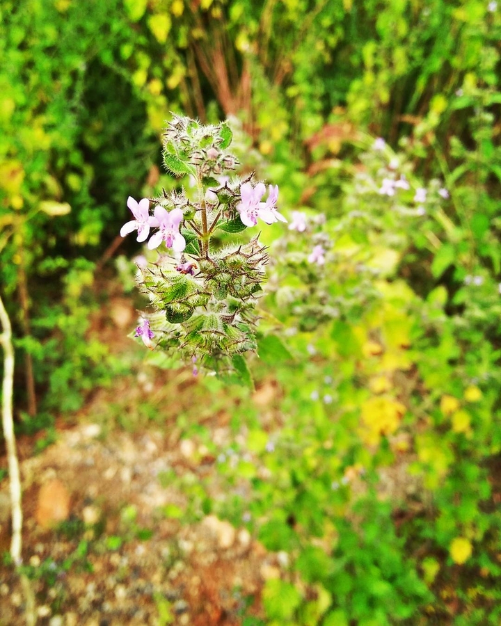 flower