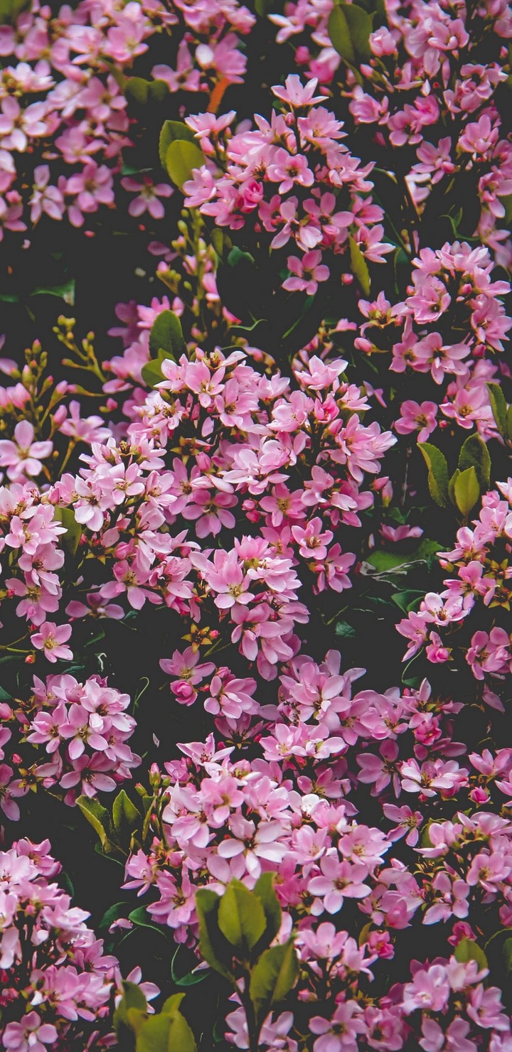 цветы