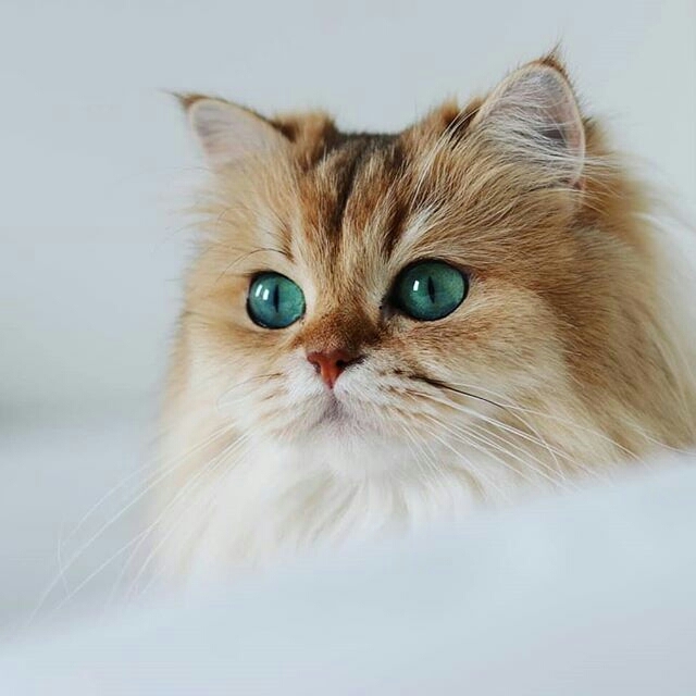 CAT ^_^