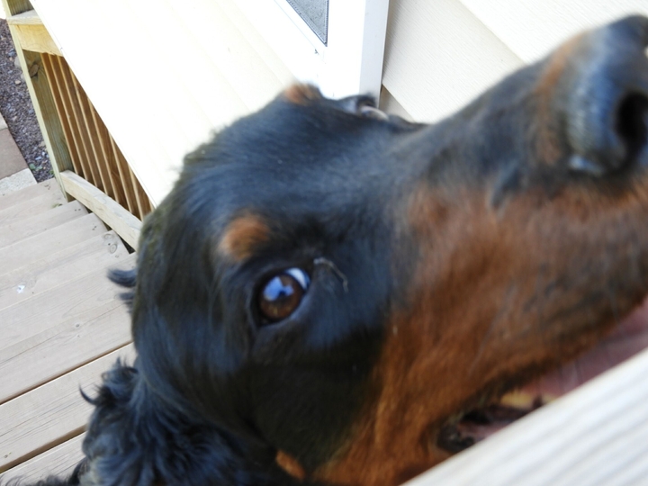 Dog