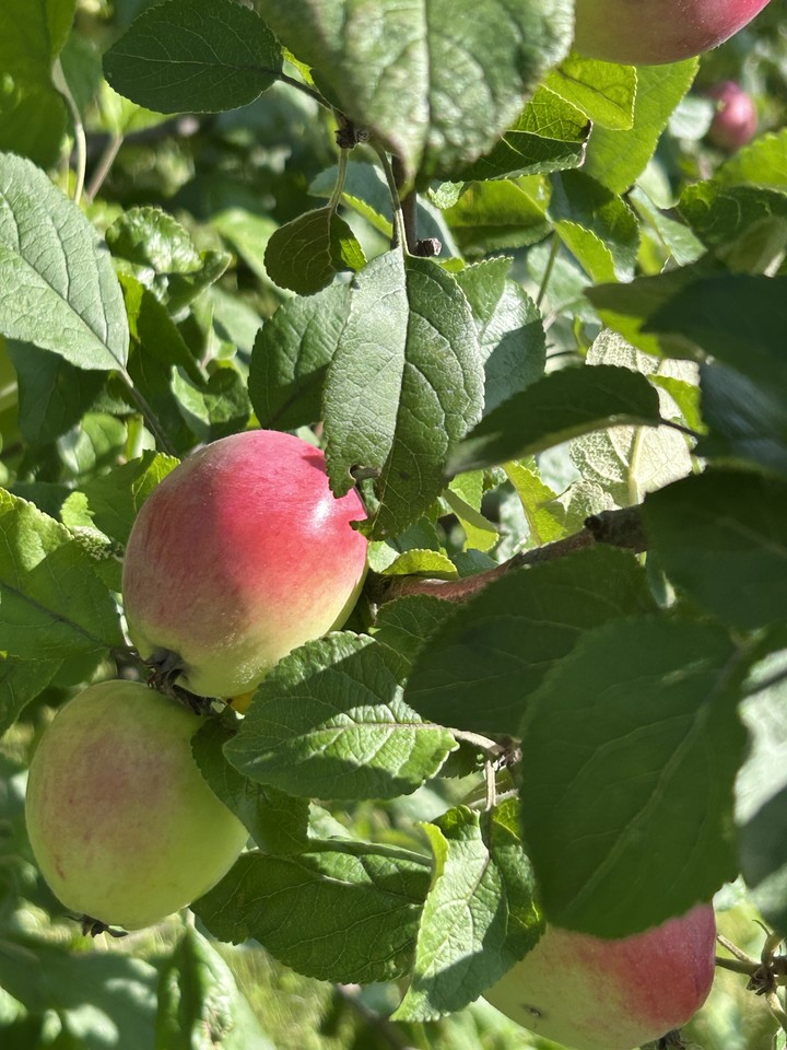food, fruit duvar kağıtları