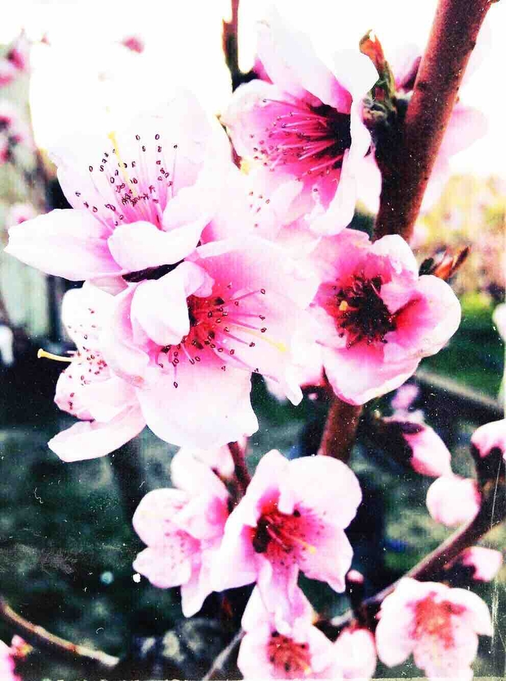 Spring