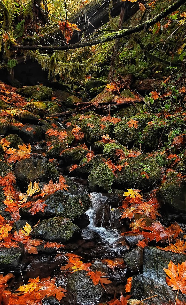 Beautiful Forest
