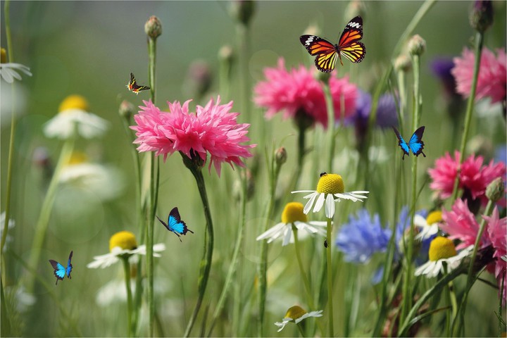 Meadow ❀