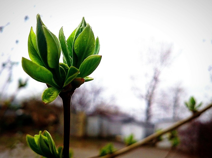 Spring