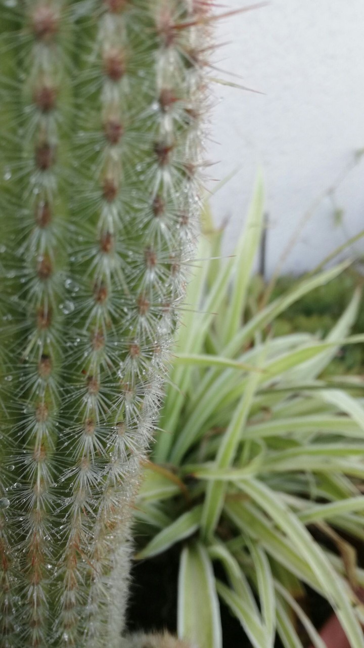 Cactus + Cintas