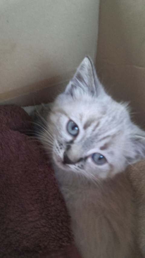sfondi cat, persian
